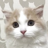 スコティッシュフォールド(折れ耳)