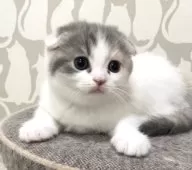 スコティッシュフォールド(折れ耳)【愛知県・女の子・2025年9月23日・ブルーパッチドタビー&ホワイト】の写真3