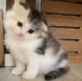 スコティッシュフォールド(折れ耳)【愛知県・女の子・2025年9月1日・ブルーパッチドタビー&ホワイト】の写真3