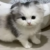 スコティッシュフォールド(折れ耳)【愛知県・女の子・2025年9月1日・ブルーパッチドタビー&ホワイト】の写真3