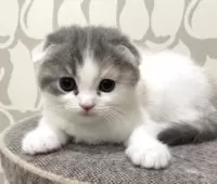 スコティッシュフォールド(折れ耳)【愛知県・女の子・2025年9月23日・ブルーパッチドタビー&ホワイト】の写真4