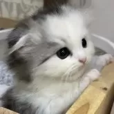 スコティッシュフォールド(折れ耳)【愛知県・女の子・2025年9月1日・ブルーパッチドタビー&ホワイト】の写真4