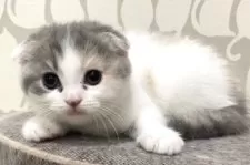 スコティッシュフォールド(折れ耳)【愛知県・女の子・2025年9月23日・ブルーパッチドタビー&ホワイト】の写真5