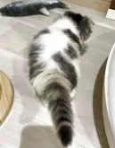 スコティッシュフォールド(折れ耳)【愛知県・女の子・2025年9月1日・ブルーパッチドタビー&ホワイト】の写真5