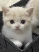 スコティッシュフォールド(立ち耳)【愛知県・女の子・2025年2月16日・クリームタビー&ホワイト】の写真6