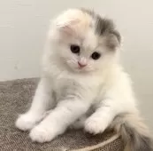 スコティッシュフォールド(折れ耳)【愛知県・女の子・2024年12月30日・ダイリュートキャリコ】の写真8