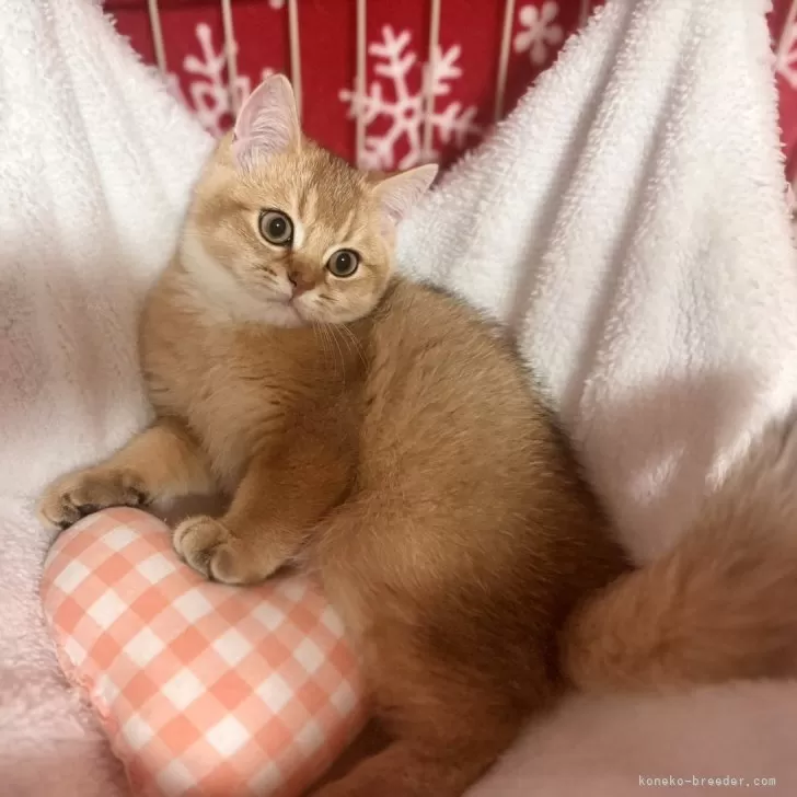 ID:2408-02823の子猫