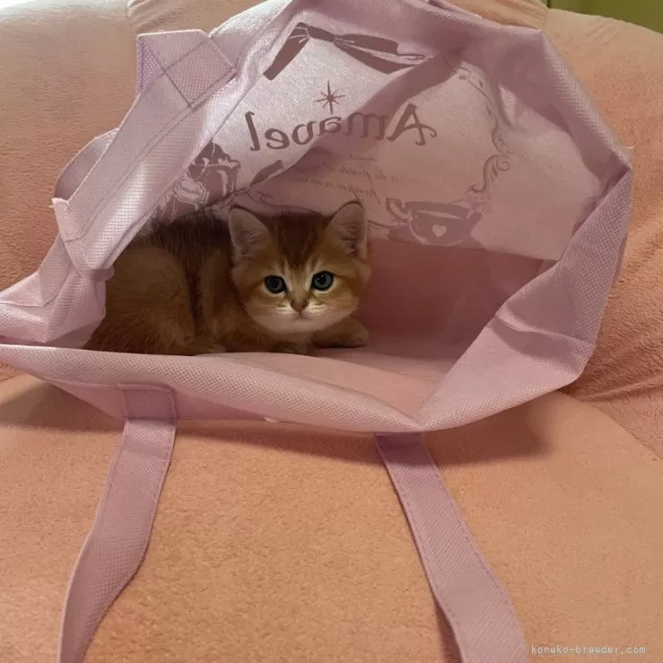 ID:2408-02824の子猫