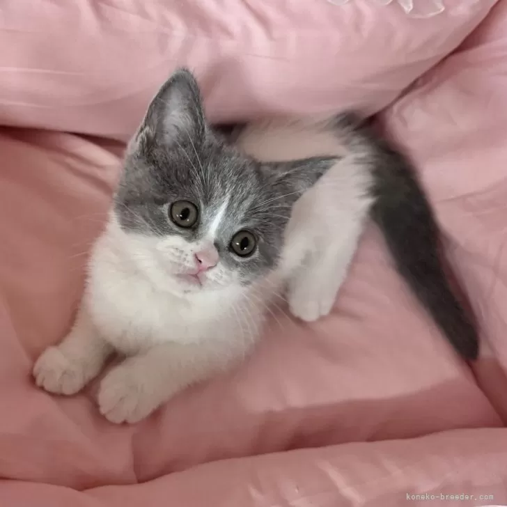 S.Y 様のお迎えした子猫