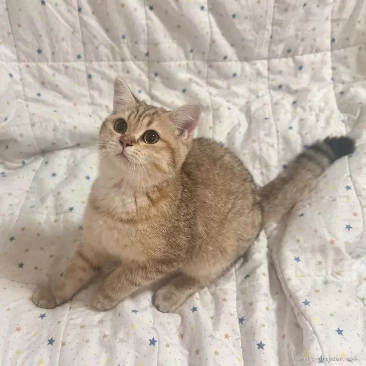 ID：2506-01583の子猫