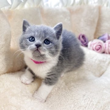 ブリティッシュショートヘア【群馬県・女の子・2025年10月30日・ブルーホワイト】の写真「お顔まん丸ブルーホワイト」