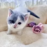 ブリティッシュショートヘア