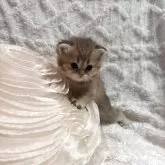ブリティッシュショートヘア