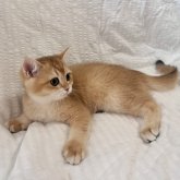ブリティッシュショートヘア