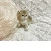 ブリティッシュショートヘア