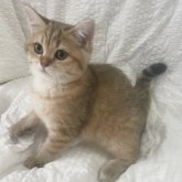 ブリティッシュショートヘア