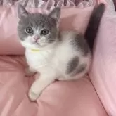 ブリティッシュショートヘア