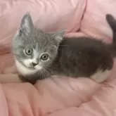 ブリティッシュショートヘア