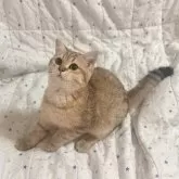 ブリティッシュショートヘア