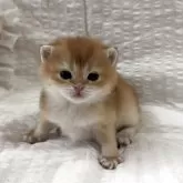 ブリティッシュショートヘア