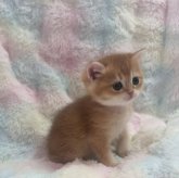 ブリティッシュショートヘア