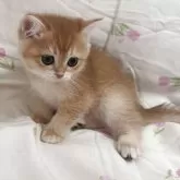ブリティッシュショートヘア