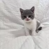ブリティッシュショートヘア