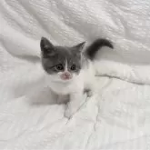 ブリティッシュショートヘア