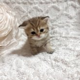 ブリティッシュショートヘア