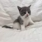 ブリティッシュショートヘア