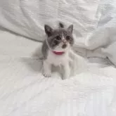 ブリティッシュショートヘア