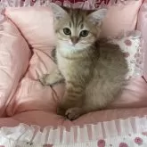ブリティッシュショートヘア