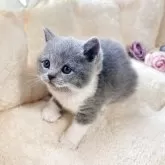 ブリティッシュショートヘア【群馬県・女の子・2025年10月30日・ブルーホワイト】の写真3