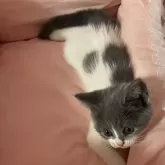 ブリティッシュショートヘア【群馬県・女の子・2025年6月13日・ブルーホワイト】の写真4