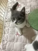 ブリティッシュショートヘア【群馬県・男の子・2025年6月13日・ブルーホワイト】の写真5