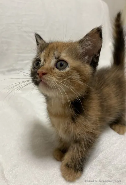 ID:2109-00992の子猫