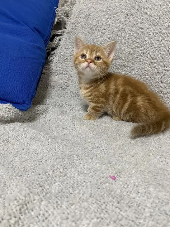 ID:2011-01375の子猫