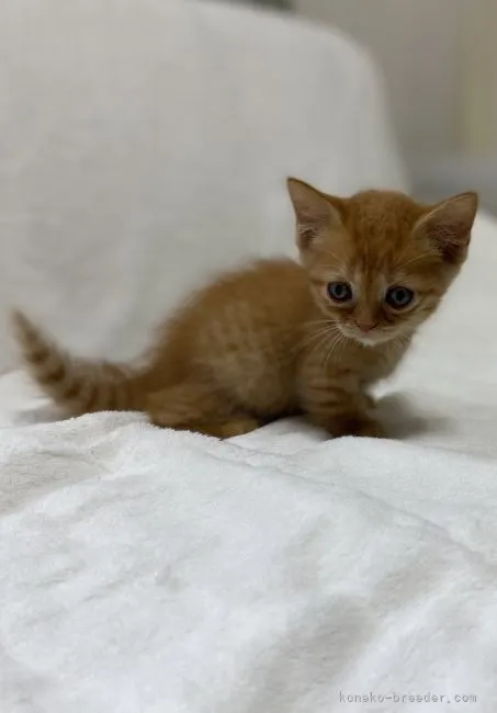 ID：2109-00994の子猫