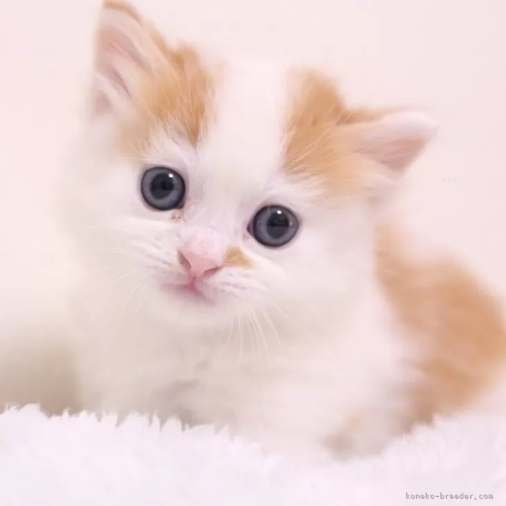 ID：2403-00972の子猫