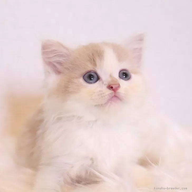 ID：2408-01859の子猫