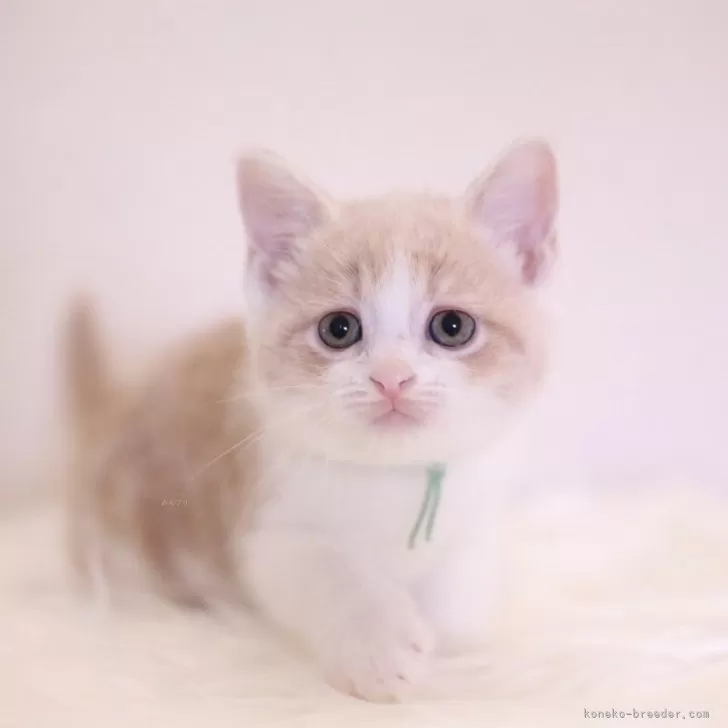 ID:2405-02405の子猫