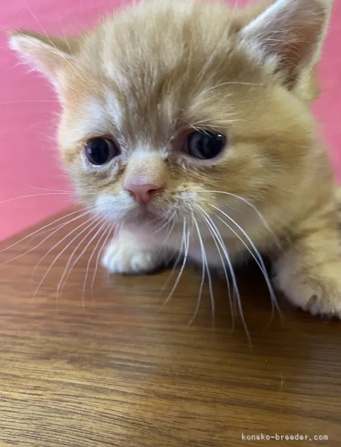 ID:2105-02399の子猫