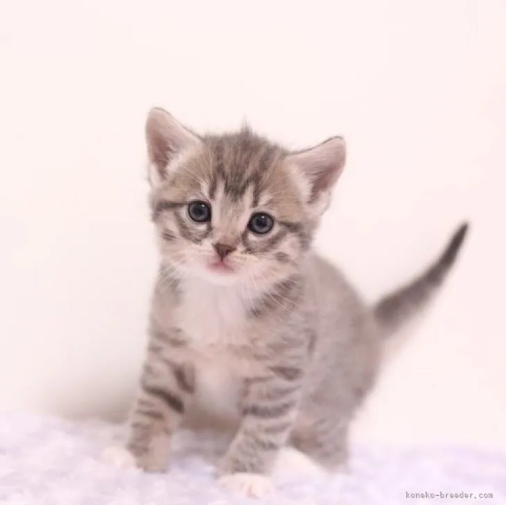ヒイロ 様のお迎えした子猫