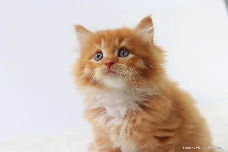 ID：2203-02102の子猫