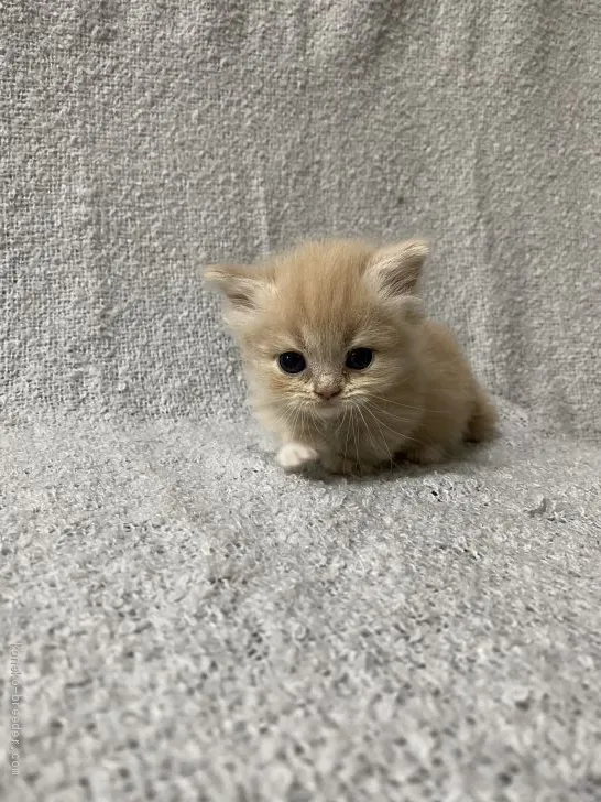 ID:2012-01572の子猫