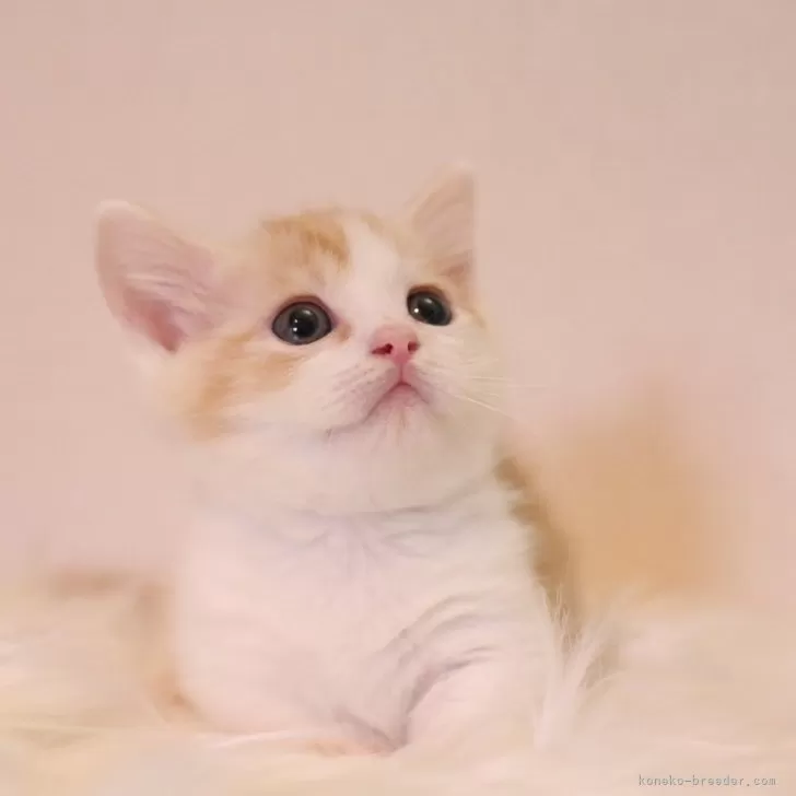 ID：2404-02983の子猫