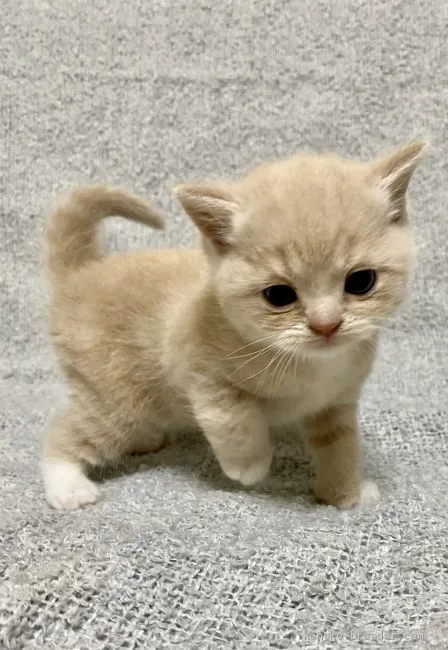 ID:2011-01383の子猫