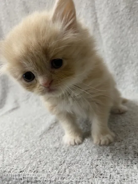 ID:2012-01570の子猫