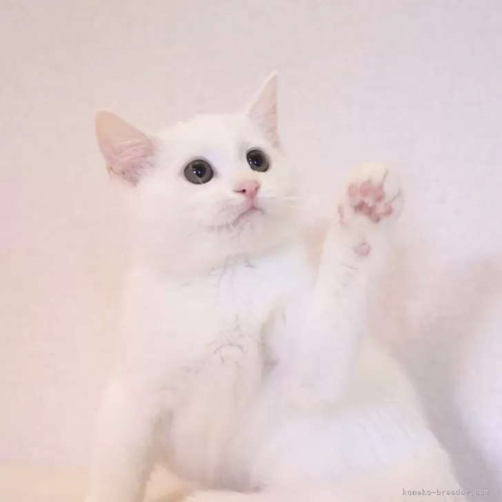 ID：2408-01865の子猫