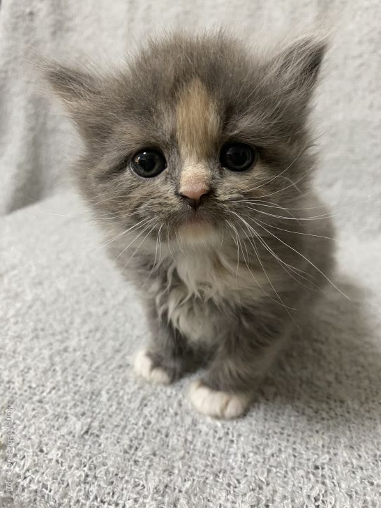 姫香 様のお迎えした子猫